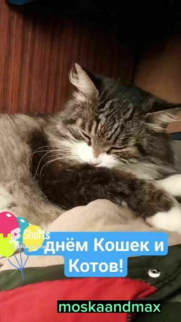 С днём Кошек и Котов! ?  8 августа.