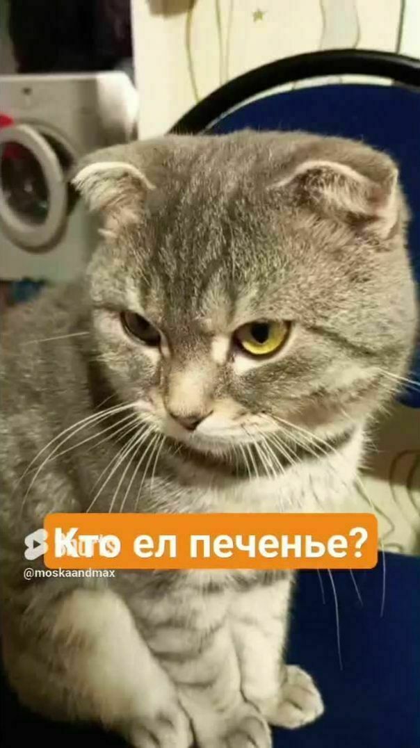 Кто ел печенюшки??