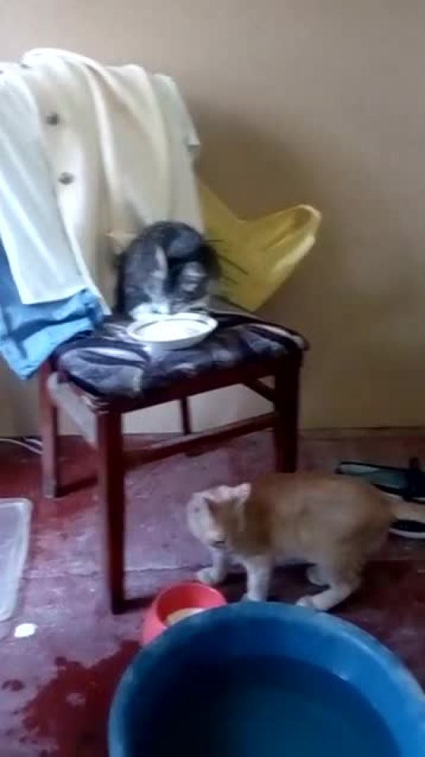 2 котика обедают но второй решил отобрать у него